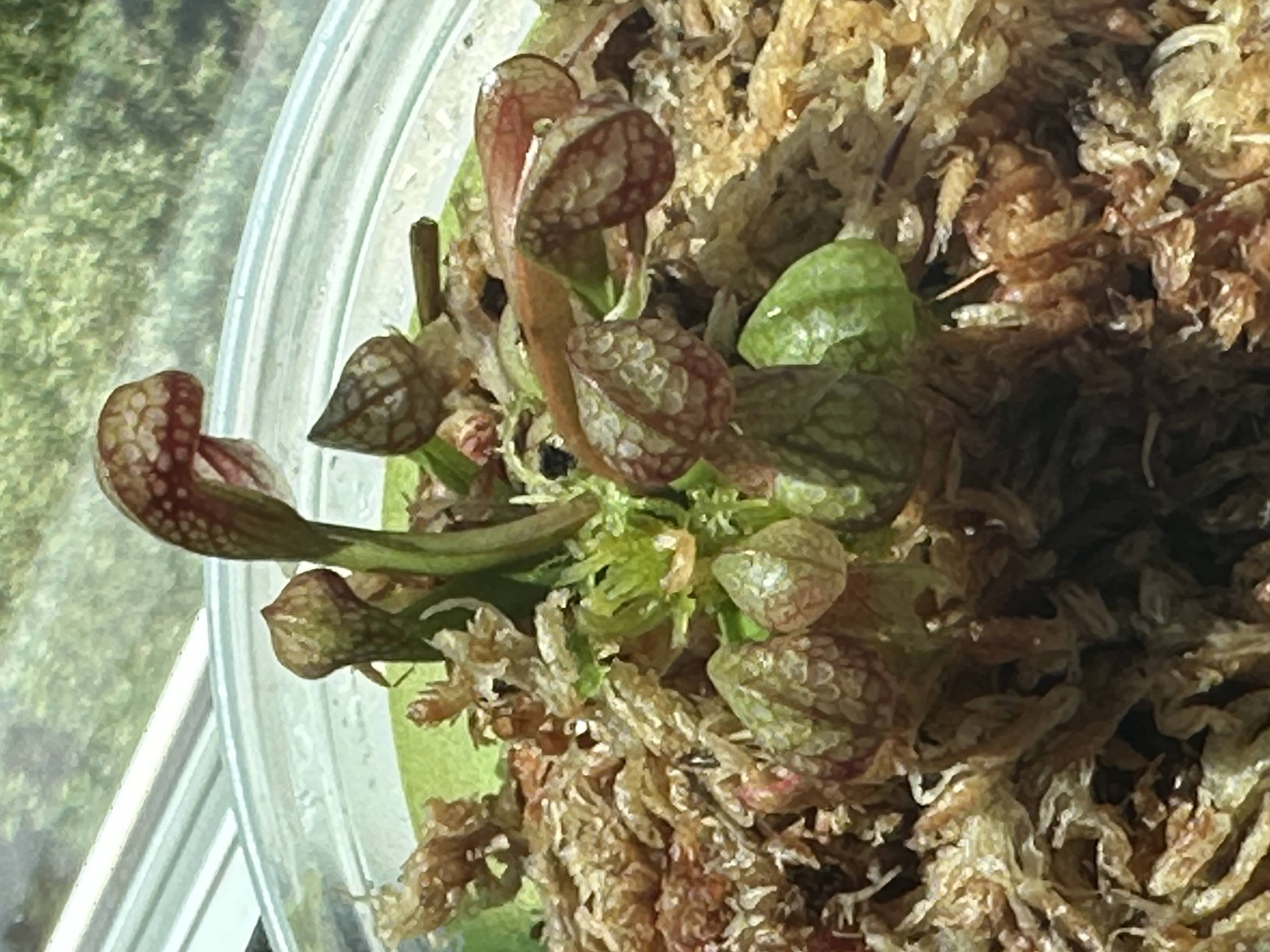 Carnivorous plant photograph 1
