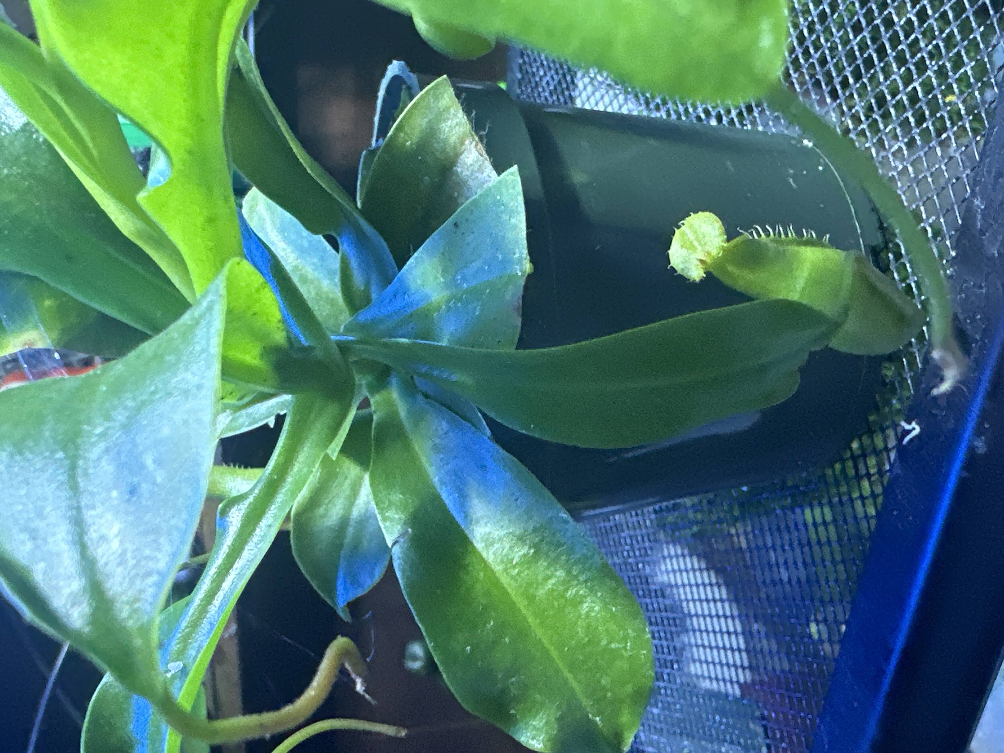 Carnivorous plant photograph 3