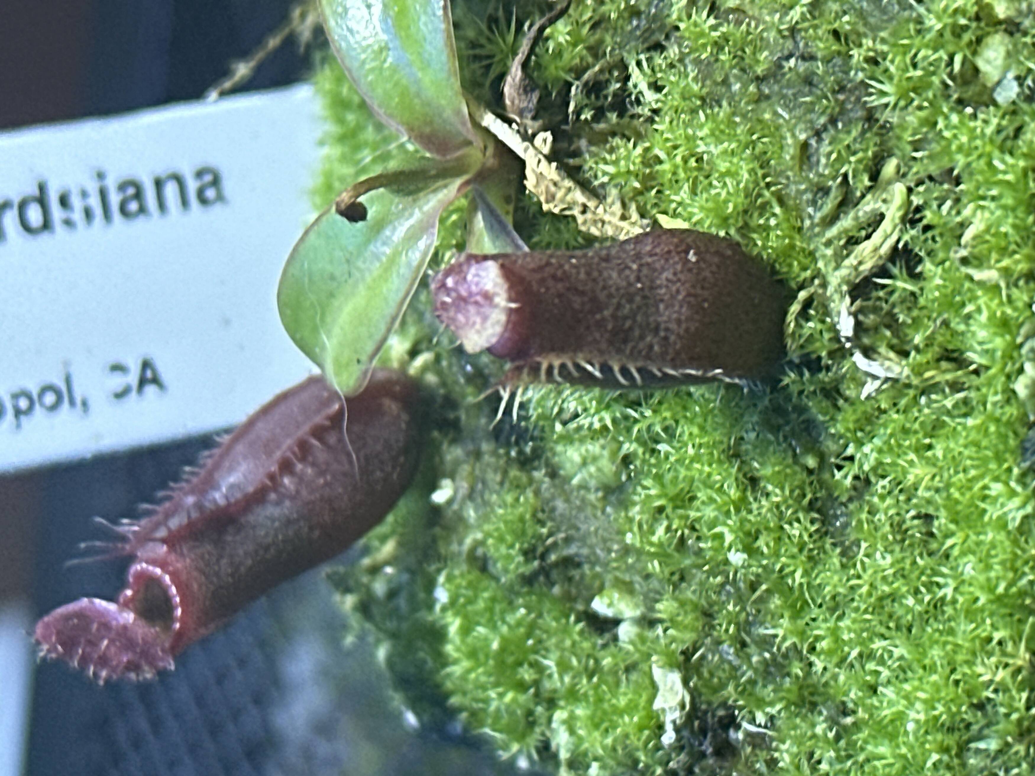 Carnivorous plant photograph 2
